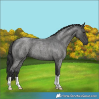 Horse Color:Blue Roan 