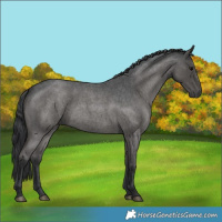 Horse Color:Blue Roan 