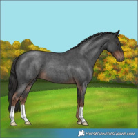 Horse Color:Liver Red Roan 
