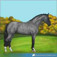 Horse Color:Blue Roan 