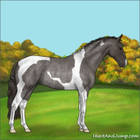 Horse Color:Smoky Blue Roan Tobiano Rabicano