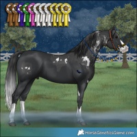 Horse Color:White Spotted Black  and Black Splash 