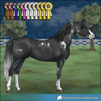 Horse Color:White Spotted Black  and Black Splash 