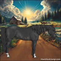 Horse Color:Black and Black
