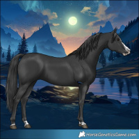 Horse Color:Black and Black Splash