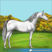 Horse Color:Brown Tobiano Varnish Rabicano 