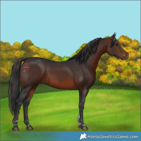 Horse Color:Brown Tobiano Rabicano 