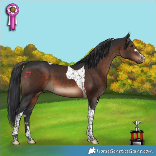 Horse Color:Brown Tobiano 