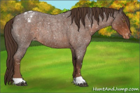 Horse Color:Liver Red Roan Appaloosa Rabicano 