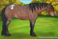 Horse Color:Brown Roan Appaloosa 