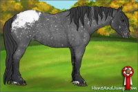 Horse Color:Blue Roan Appaloosa 