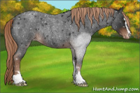 Horse Color:Liver Red Roan Sabino Appaloosa Rabicano 