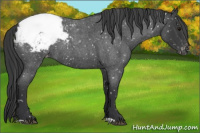 Horse Color:Blue Roan Appaloosa 