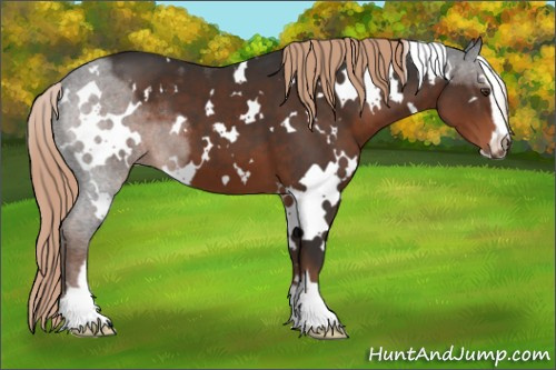 Horse Color:White Spotted Liver Chestnut Sabino 