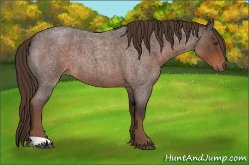 Horse Color:Liver Red Roan 