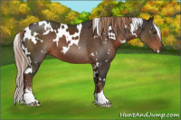 Horse Color:White Spotted Liver Chestnut Sabino 