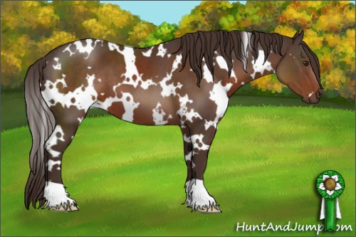 Horse Color:White Spotted Liver Chestnut 