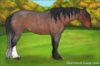 Horse Color:Brown Roan 