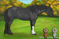 Horse Color:Blue Roan 