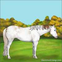 Horse Color:Gray White Spotted Gold Champagne Dun Splash 