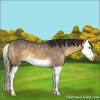 Horse Color:Buckskin Dun Splash