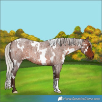 Horse Color:White Spotted Silver Brown Roan