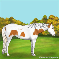 Horse Color:Palomino Splash Tobiano 