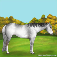 Horse Color:Gray White Spotted Liver Chestnut