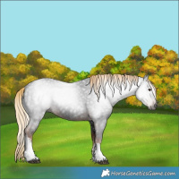 Horse Color:Gray White Spotted Liver Chestnut 