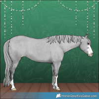 Horse Color:Grullo Chinchilla Appaloosa 