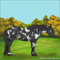 Horse Color:White Spotted Black