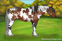 Horse Color:White Spotted Brown 