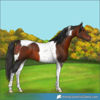 Horse Color:Brown Tobiano 