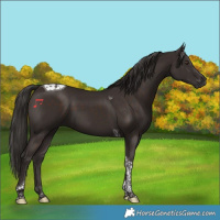 Horse Color:Liver Chestnut Tobiano 