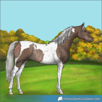 Horse Color:Silver Brown Dun Tobiano Rabicano 