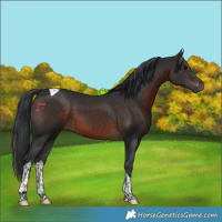 Horse Color:Brown Tobiano 
