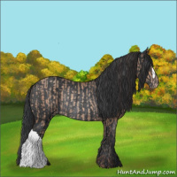 Horse Color:Sable Champagne Rabicano  and Black Rabicano 