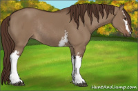 Horse Color:White Spotted Liver Red Dun Rabicano 