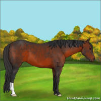 Horse Color:Brown 