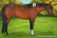 Horse Color:Bay Tobiano 