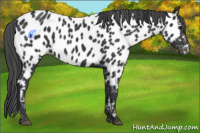 Horse Color:Black Appaloosa 