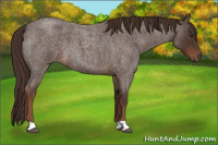 Horse Color:Liver Red Roan 