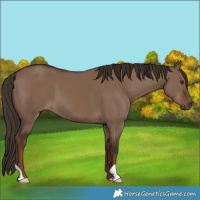 Horse Color:Liver Red Dun 