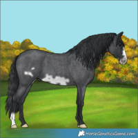 Horse Color:Blue Roan Frame 