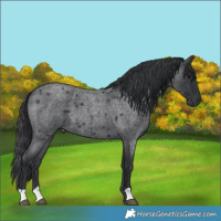 Horse Color:Blue Roan 
