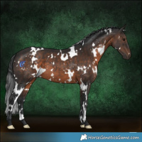 Horse Color:White Spotted Brown 