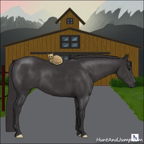 Horse Color:Smoky Black 