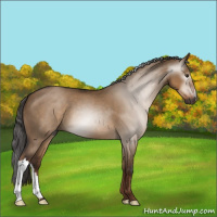 Horse Color:Gray Liver Red Dun 