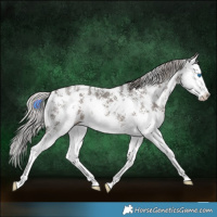 Horse Color:Silver Black Sabino Splash