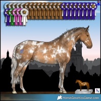 Horse Color:White Spotted Chocolate Palomino